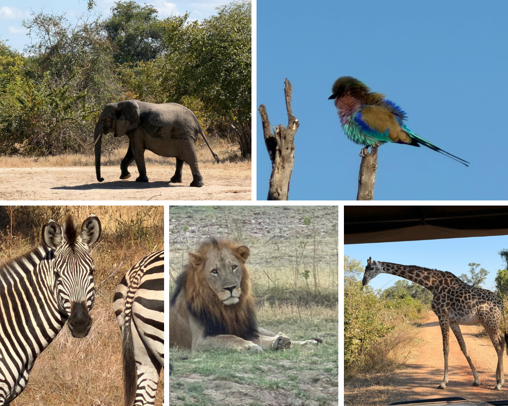 Animals spotted on safari