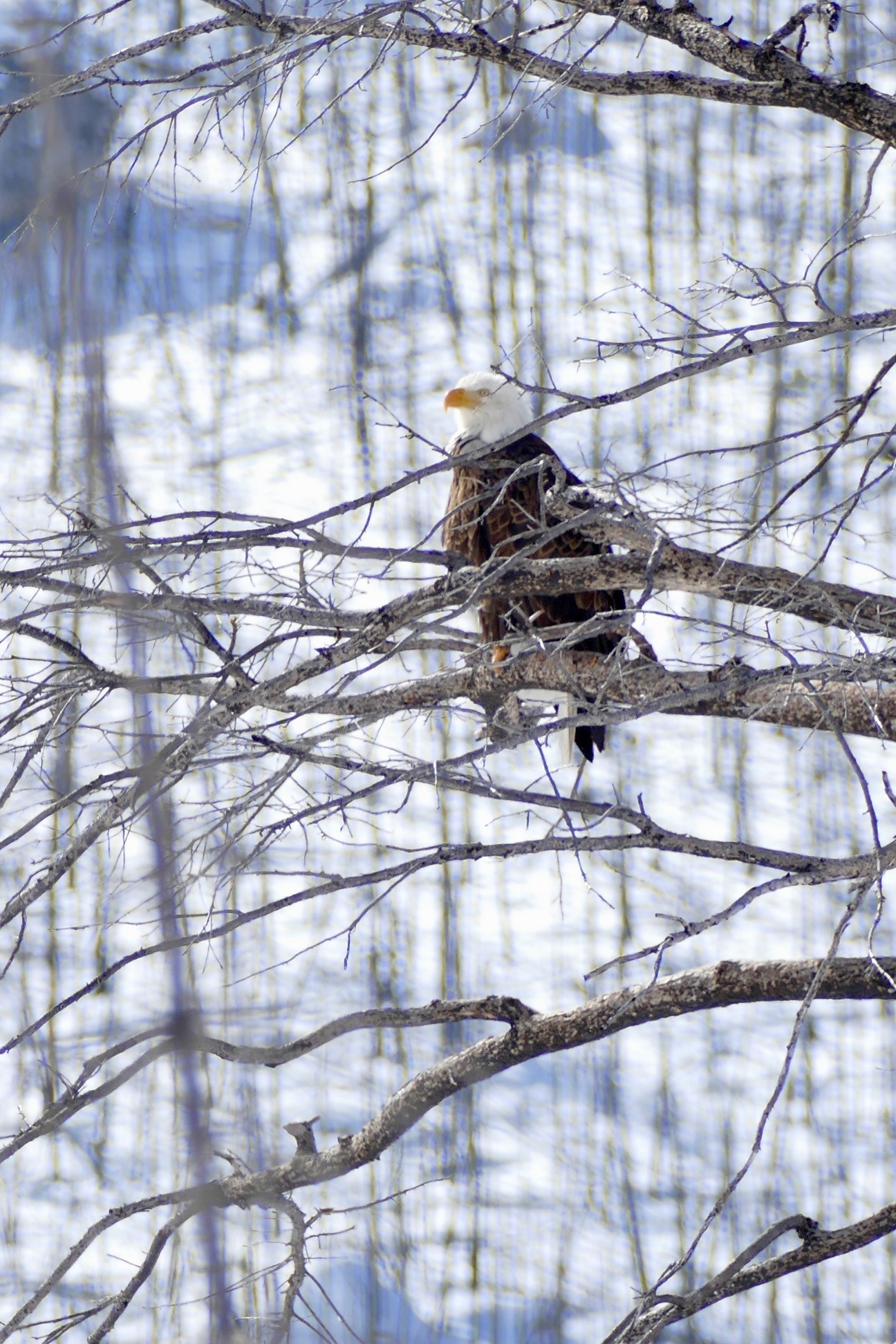 Eagle in Canada