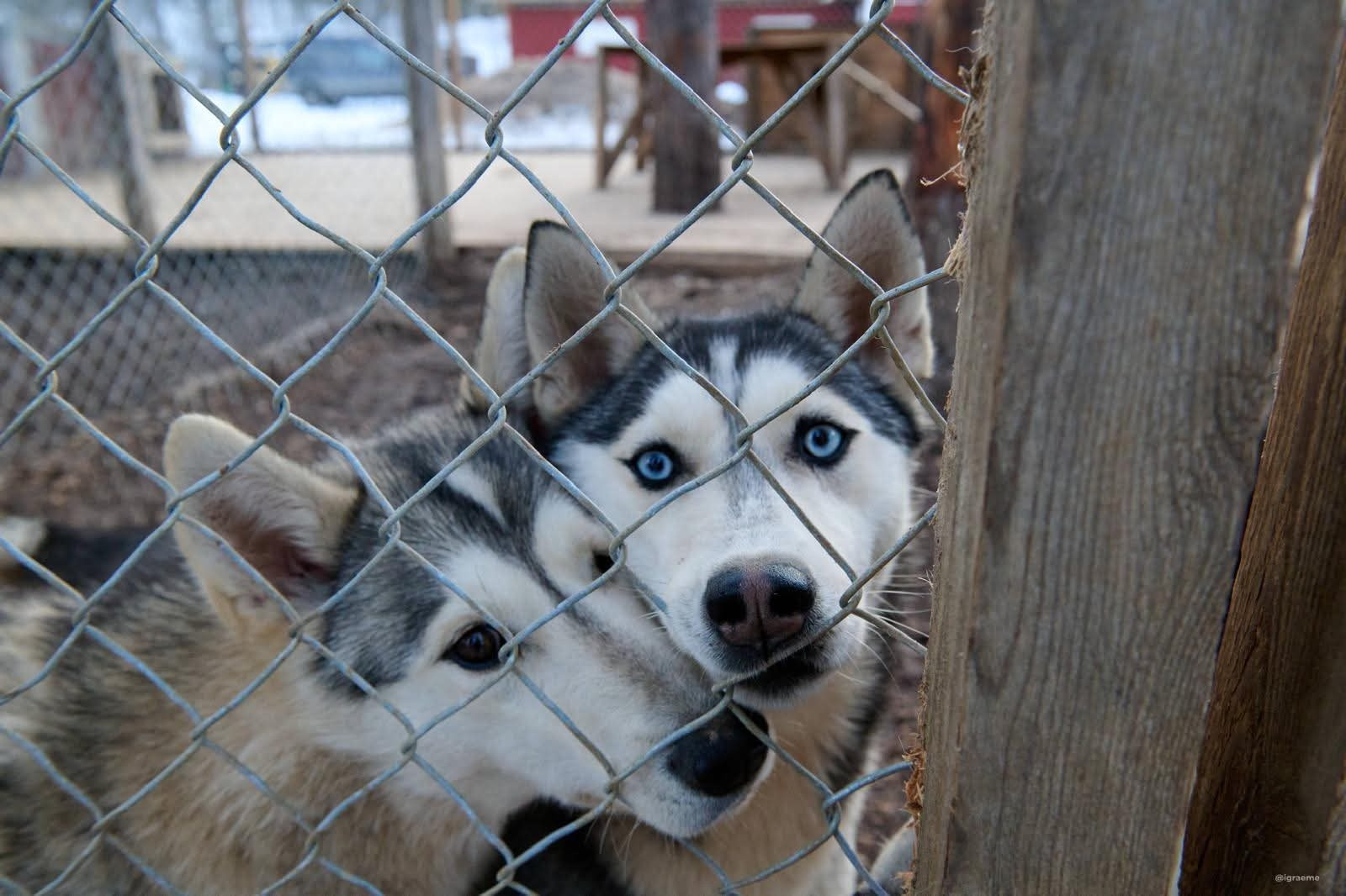 Huskies