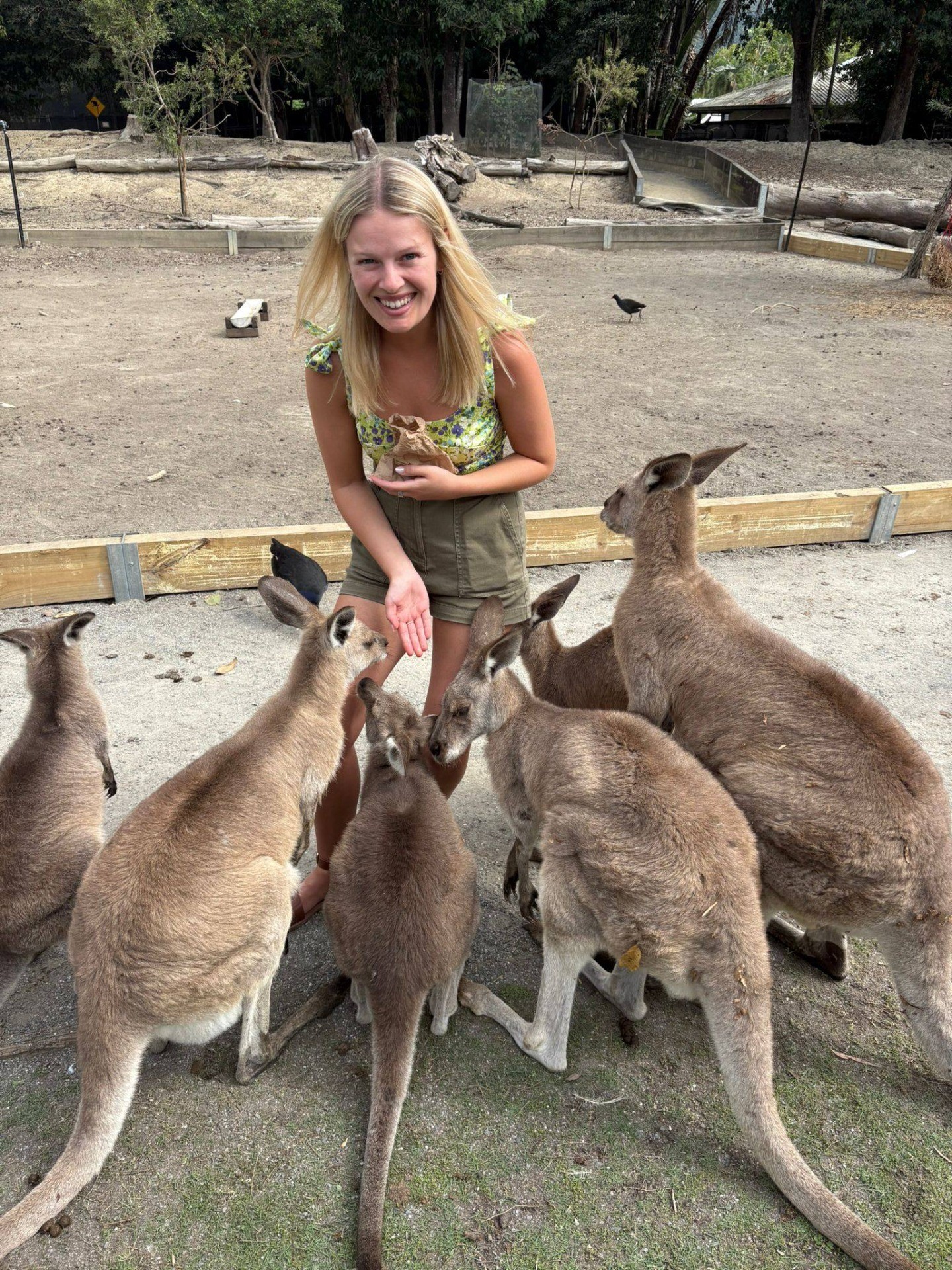 Torr feeding kangeroos