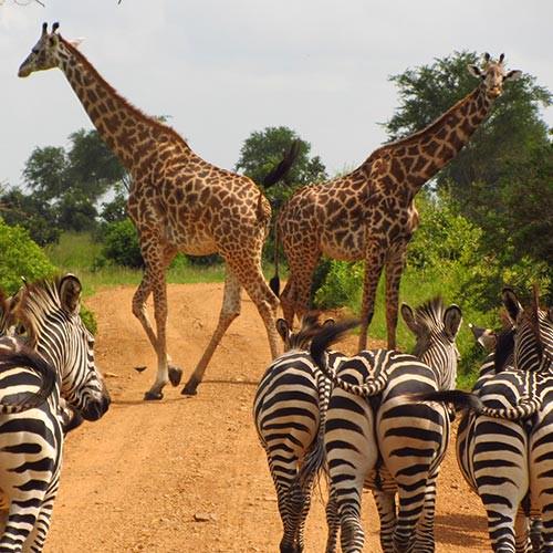 Tanzania