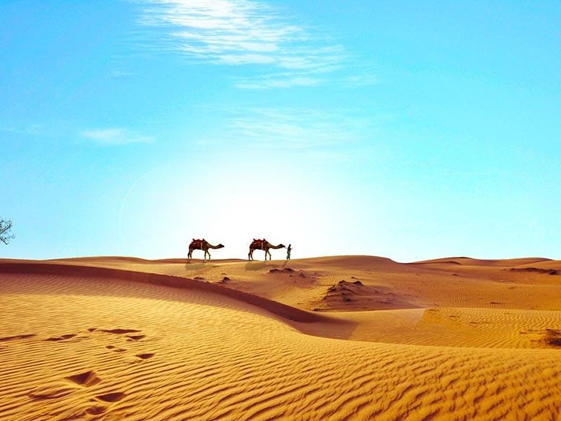 Camels in the Sahara Desert, Egypt