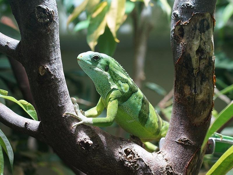 Fiji Iguana
