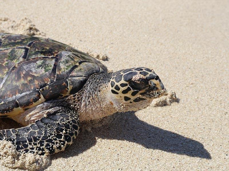 Turtle on Fiji Beach