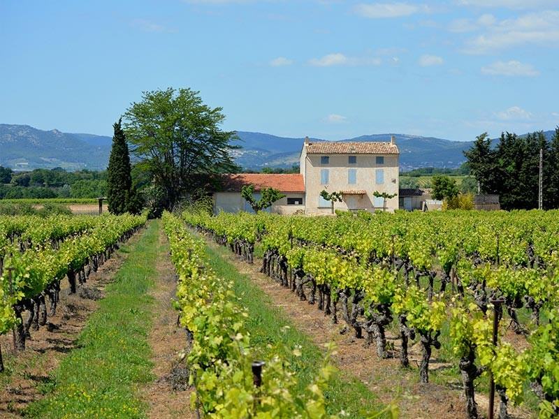 French Vineyard Chateau
