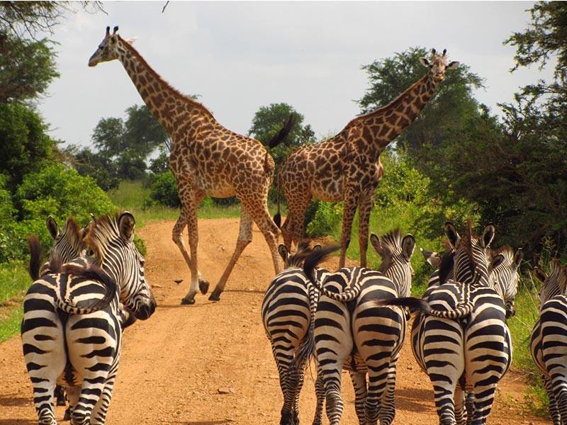 Zebras watch Giraffes on a road in Tanzania, Africa
