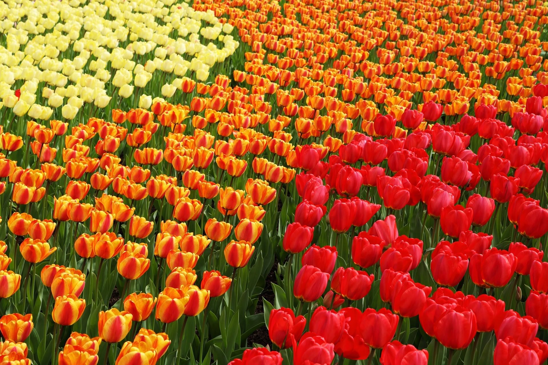 Dutch Tulips, Holland