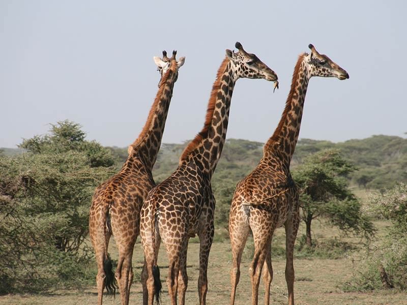 Giraffes